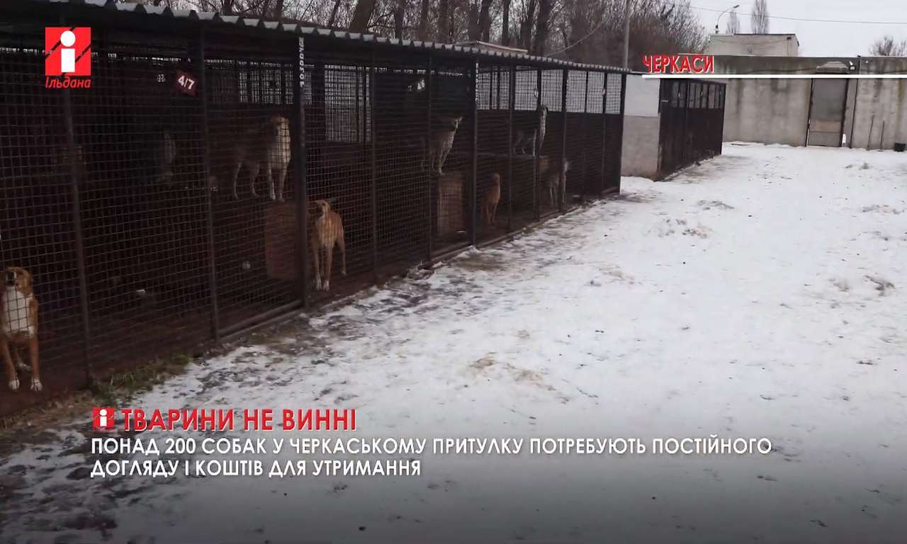 Понад 200 собак опинились у черкаському притулку через недбальство господарів та байдужість (ВІДЕО)